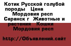 Котик Русской голубой породы › Цена ­ 10 000 - Мордовия респ., Саранск г. Животные и растения » Кошки   . Мордовия респ.